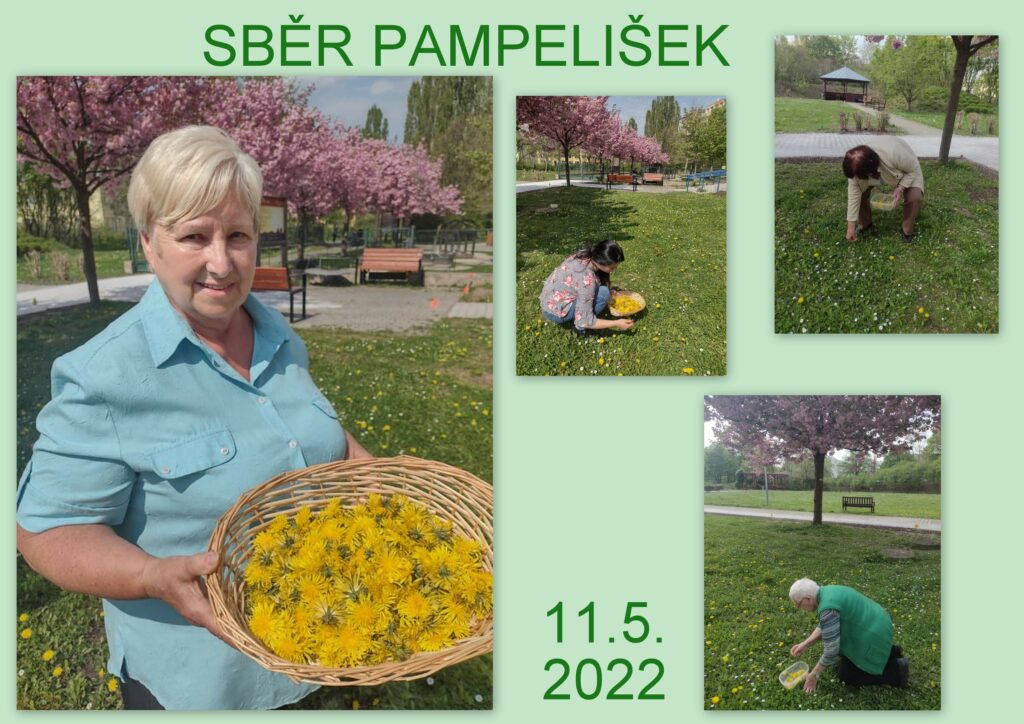 SBĚR PAMPELIŠEK